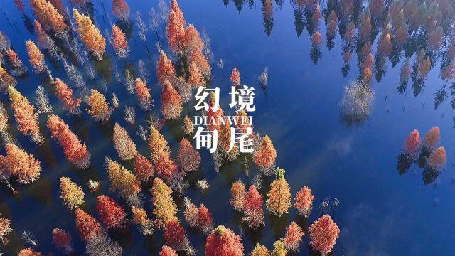 时尚小鸡救援