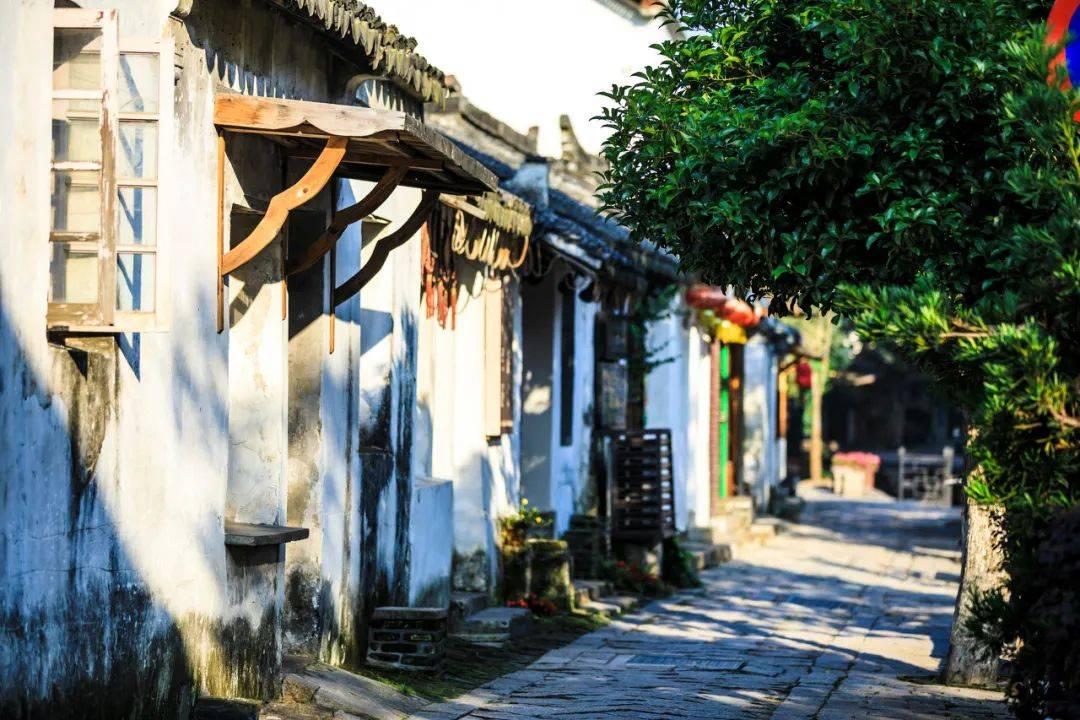 哈尼和她的宠物们